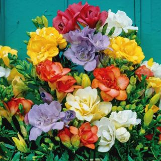 Fragrant Double Freesia Mix Thumbnail